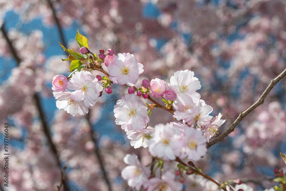close-up of pink tree buds and blossoms on a defocused sky close-up of pink tree buds and blossoms on a defocused sky