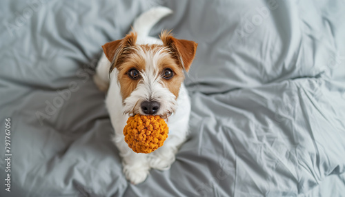 ..Playful Pup: A Jack Russell Terrier sits on a bed with a toy in its mouth, looking curiously at the camera.  Loyal and energetic dog breed and Adorable canine companion © Soloviova Liudmyla