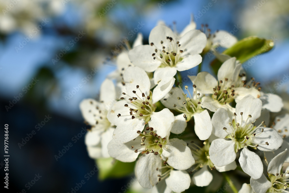 tree blossom tree blossom