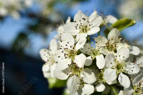 tree blossom