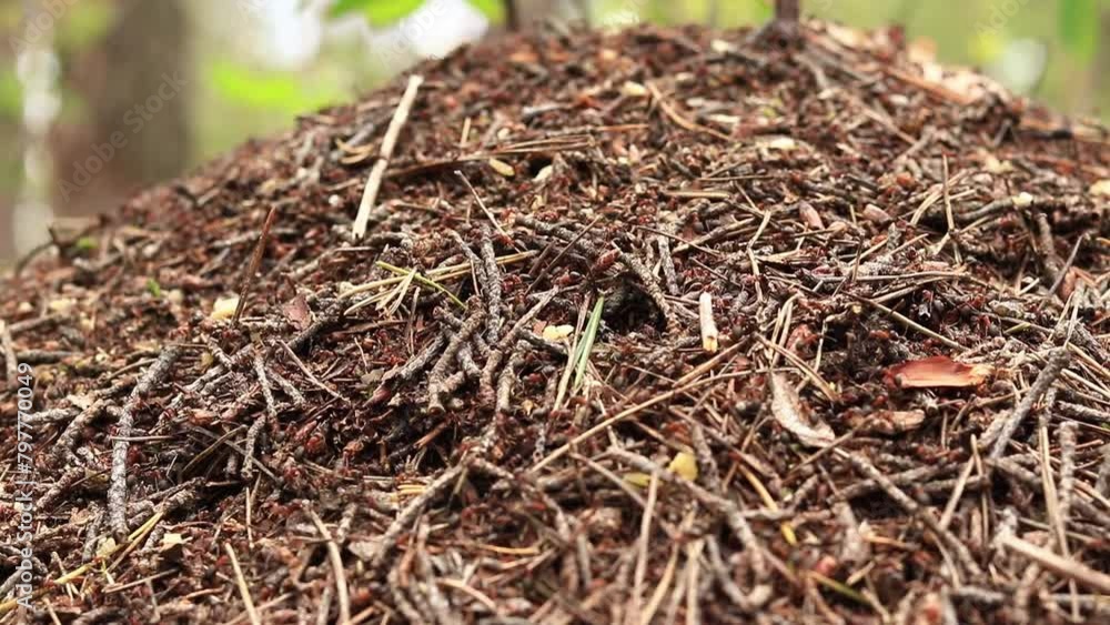 Anthill close-up, spring, ants are making their home. Forest worker ants crawl along a large anthill. Ant's nest. Insects build their home. The anthill is teeming with ants, selective focus Anthill close-up, spring, ants are making their home. Forest worker ants crawl along a large anthill. Ant's nest. Insects build their home. The anthill is teeming with ants, selective focus