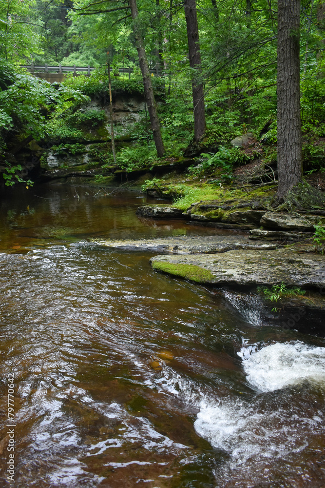 Obraz premium stream in the forest