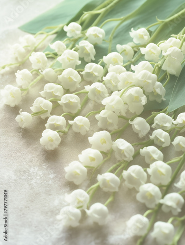 Lily of the valley flowers on pure colour background, lily of the valley flowers background image