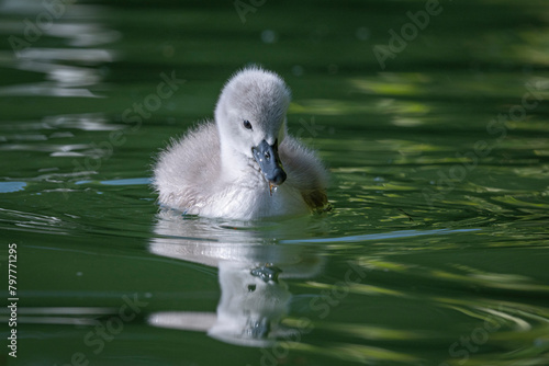 Bébé Cygne