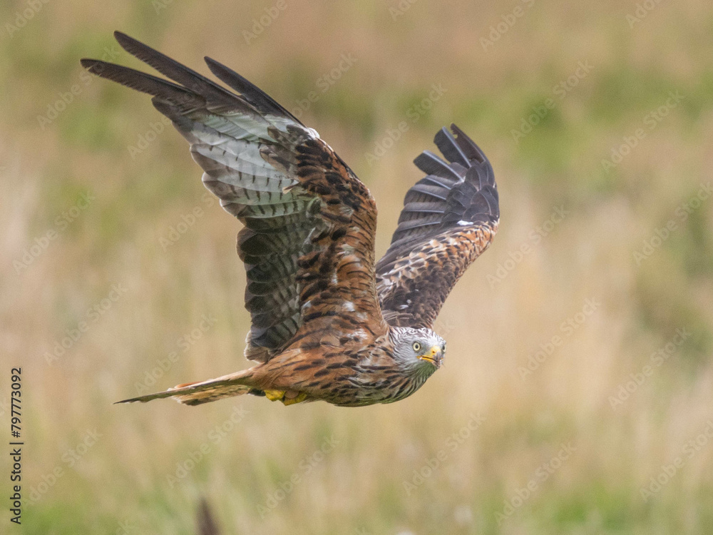Fototapeta premium Red Kite soaring gracefully in Wales.