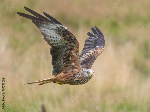 Red Kite soaring gracefully in Wales.