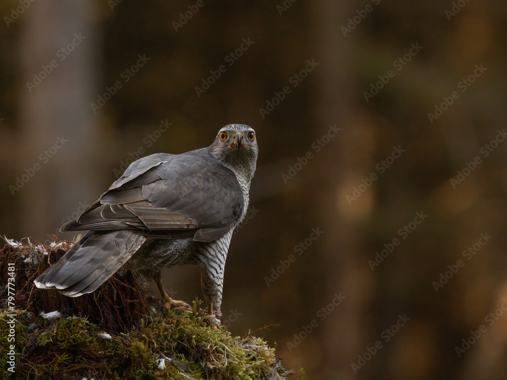 Fototapeta premium Male Goshawk perched on a tree stump in Scotland.