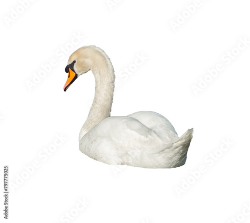 White swan png. A white swan with an orange beak on a transparent background