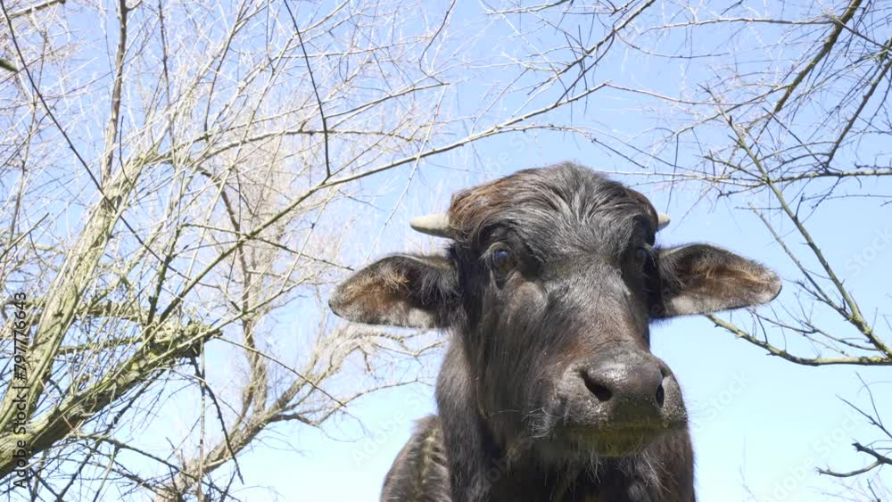 Bottom view on curious curious Water Buffalo calf looks at camera on bush branches and blue sky background, Slow motion, Close-up Bottom view on curious curious Water Buffalo calf looks at camera on bush branches and blue sky background, Slow motion, Close-up