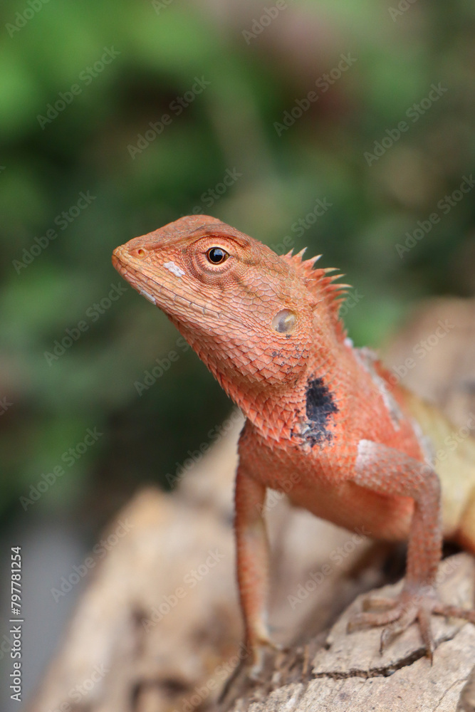 closeup changeable lizard orange texture and beautiful nature background High-resolution color changing chameleon. closeup changeable lizard orange texture and beautiful nature background High-resolution color changing chameleon.