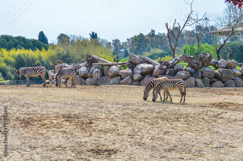 zebras in wildlife park photo