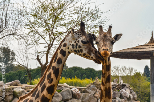 Photography couple of giraffes in wildlife park
