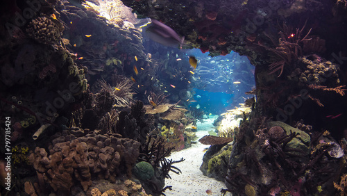 Fishes in Lisbon Oceanarium with rocks  Portugal timelapse