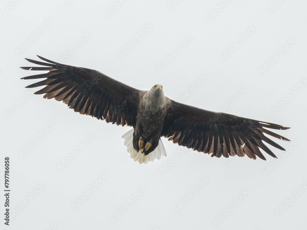 Fototapeta premium White Tailed Eagle in flight Scotland.