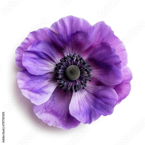 Purple poppy anemone flower petal plant. © Rawpixel.com