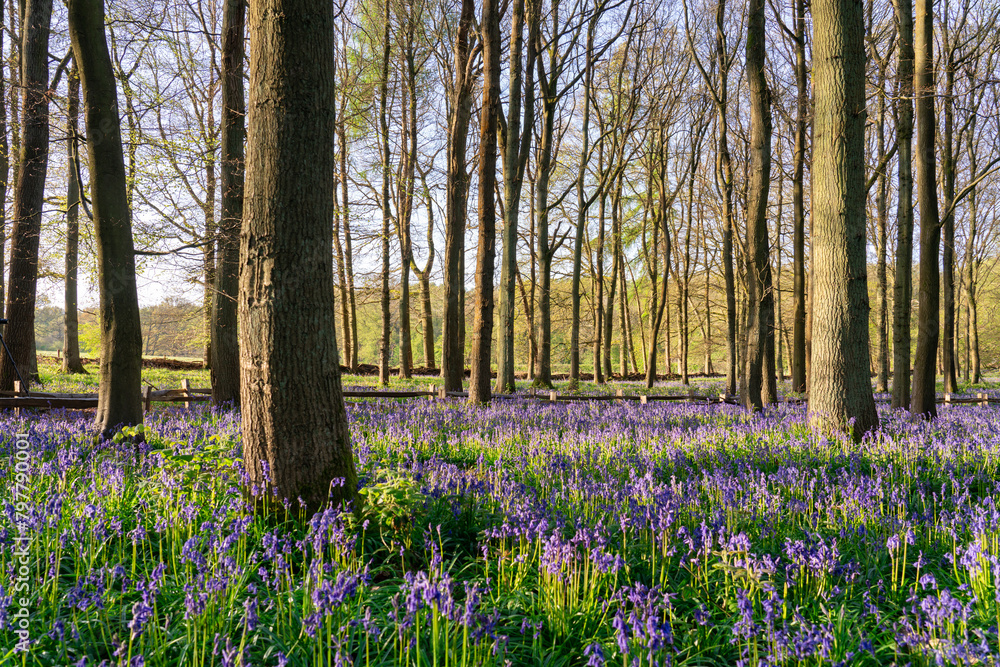 Obraz premium Bluebell carpet in the woods. Springtime in United Kingdom