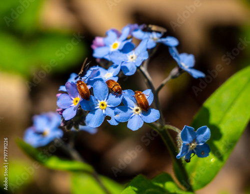 Raspberry beetle, Buturus tomentosus L. collects nectar from a forget-me-not flower.