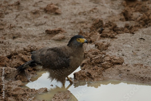 Serpent Eagle's Oasis A Moment of Refreshment in Nature's Embrace