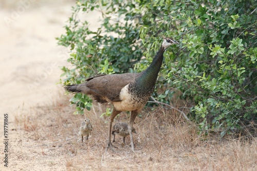 Maternal Foraging: A Female Peacock's Search for Nourishment with Her Chicks in the Jungle