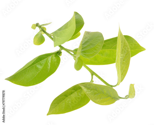 Detail of a branch of a persimmon tree , bud are seen among the abundant new leaves of spring ,on isolated white background..