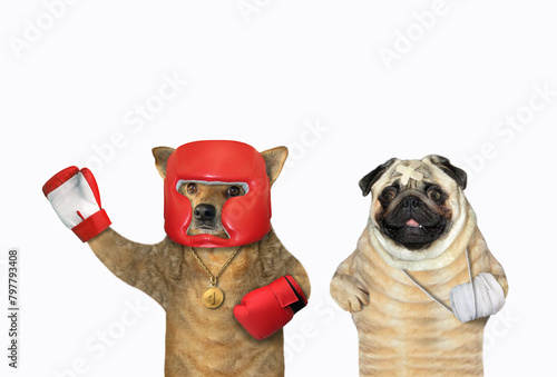 Two dogs boxers in uniform 2