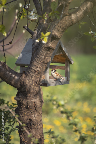 Photo of a sparrow in a bird feeder.