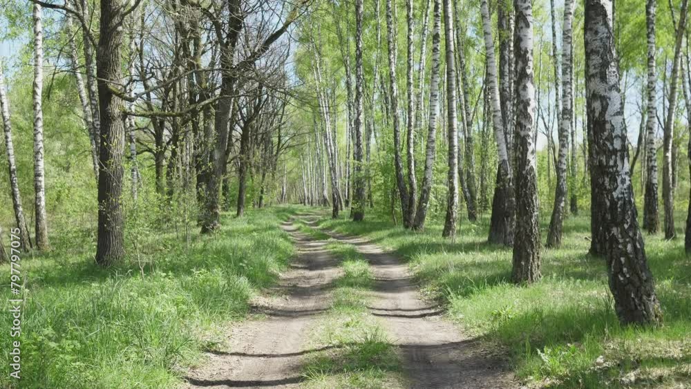 Movement along a forest road among birches in summer background Movement along a forest road among birches in summer background