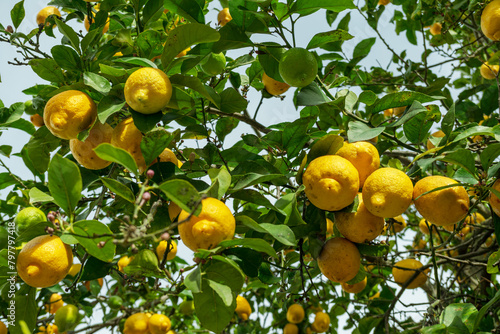 Plenty of ripe lemons on the lemon tree in the orchard. View at the branch from below.