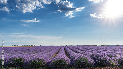 Lavender field in blossom. Rows of lavender bushes stretching to the skyline. Stunning cloudy sky at the background.Brihuega  Spain.