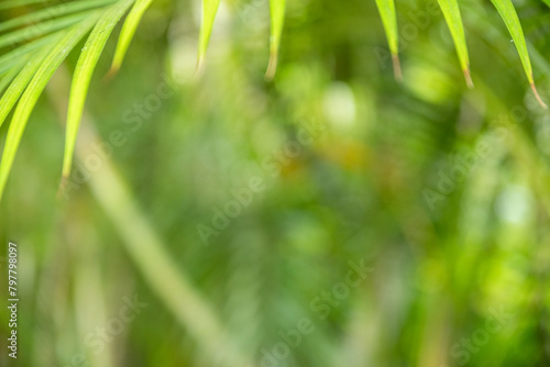 Bokeh green palm leaf. Light green tropical summer pattern or background.