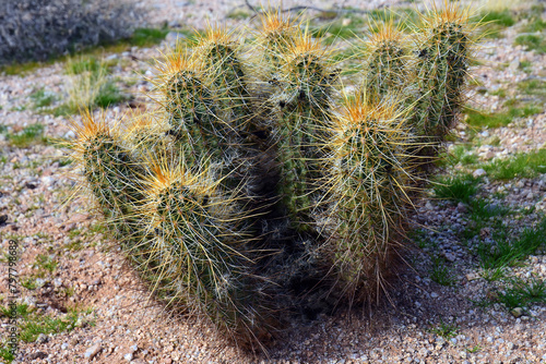 Hedge Hog cactus