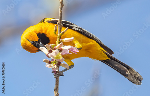 Φωτογραφία Streaked-back oriole