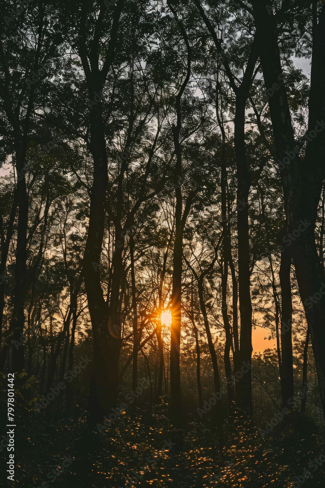 Silhouette texture of a forest against a sunset or sunrise backdrop, featuring tree outlines and atmospheric gradients. Silhouette texture of a forest against a sunset or sunrise backdrop, featuring tree outlines and atmospheric gradients.