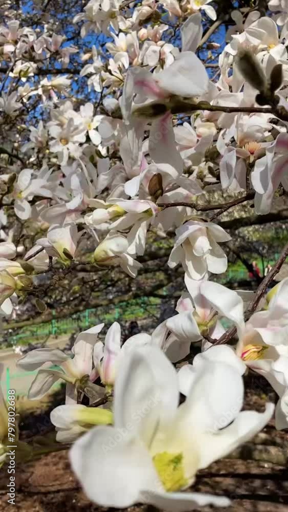 Blossom of magnolias in the botanic garden, Kyiv, Ukraine
Blossom of magnolias in the botanic garden, Kyiv, Ukraine