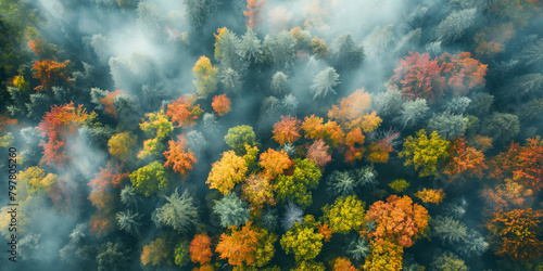 autumn Tree from above  © maruto