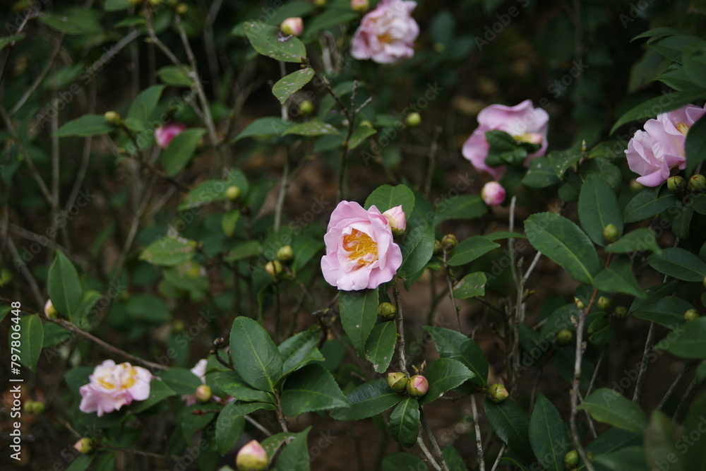 flower flower