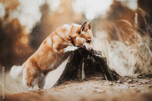 Fényképezés Autumn Portrait of Welsch Corgi Pembroke