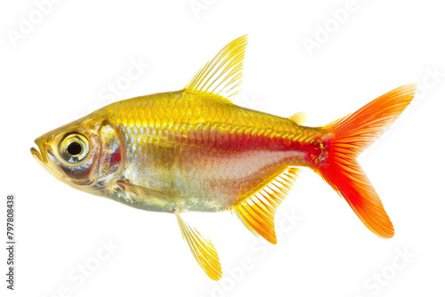 A vibrant yellow fish with a striking red tail gracefully swims across a serene white background