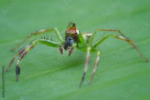 Green jumping spider (epeus flavobilineatus) on a leaf