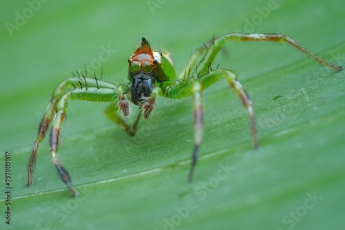 Green jumping spider (epeus flavobilineatus) on a leaf