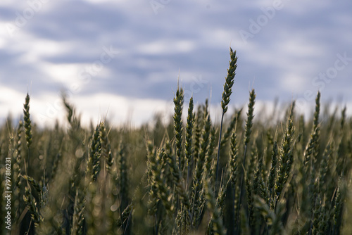 Twilight Serenity Over a Lush Wheat Field