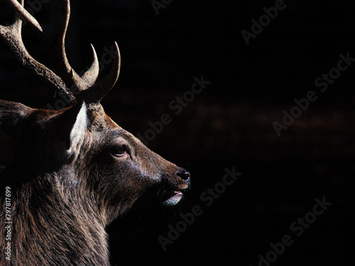 Deer (Capreolus capreolus) in autumn