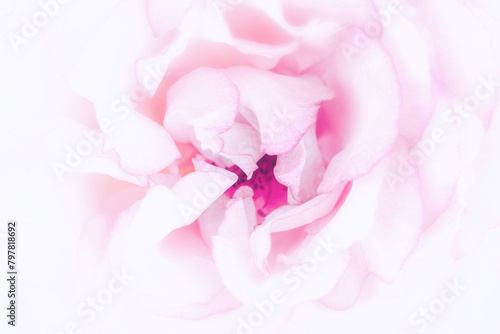 Rose macro in white and pink