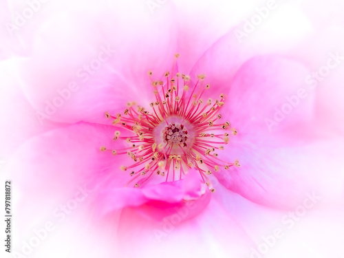 Rose macro in white and pink