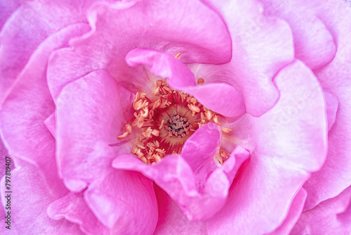 Rose macro in white and pink