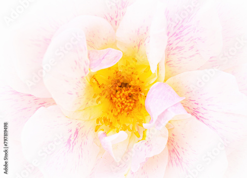 Rose macro in white and pink