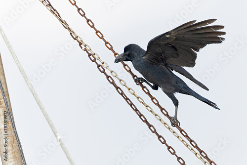 large-billed crow (Corvus macrorhynchos) perched.