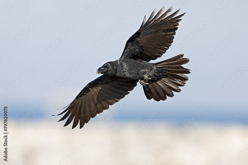 Fototapeta premium large-billed crow (Corvus macrorhynchos) in flight
