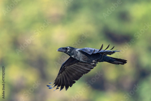 large-billed crow (Corvus macrorhynchos) in flight