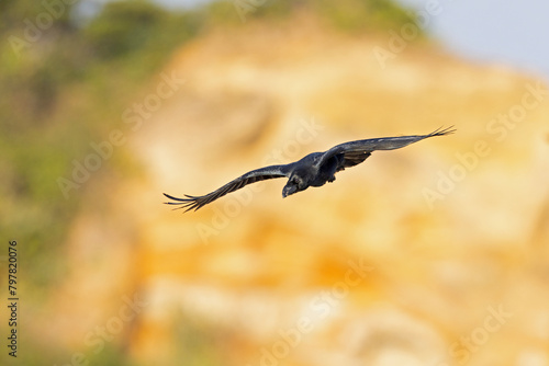 large-billed crow (Corvus macrorhynchos) in flight